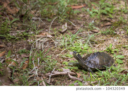 turtle walking on grassy ground 104320349