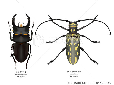 Giant stag beetle and white longhorn beetle Giant stag beetle and white longhorn beetle 104320439