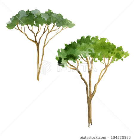 watercolor illustration of pine tree, hand drawn pine Pinya, sketch of italian tree isolated on white background 104320533