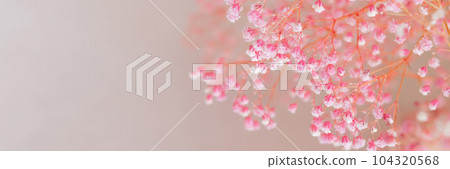 Banner small pink gypsophila flowers on a blurred soft pink background Banner small pink gypsophila flowers on a blurred soft pink background 104320568