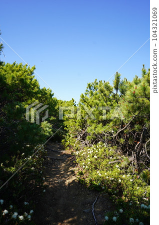 Ezoisotsutsuji Corridor 104321069