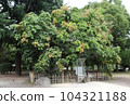 A-bombed tree "Aogiri of Peace Memorial Park (overall view)" in Hiroshima 104321188