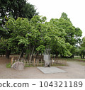 A-bombed tree "Aogiri of Peace Memorial Park (overall view)" in Hiroshima 104321189