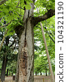A-bombed tree "Aogiri of Peace Memorial Park" in Hiroshima 104321190