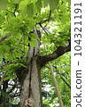 A-bombed tree "Aogiri of Peace Memorial Park" in Hiroshima 104321191