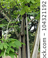 A-bombed tree "Aogiri of Peace Memorial Park" in Hiroshima 104321192