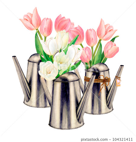 Watercolour drawn set of metal watering cans with beautiful white and pink tulip flower bouquets on white background. Perfect drawing for stickers, logo, textile printings, invitations, banners Watercolour drawn set of metal watering cans with beautiful white and pink tulip flower bouquets on white background. Perfect drawing for stickers, logo, textile printings, invitations, banners 104321411