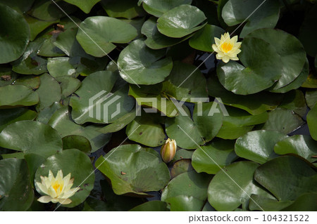 從淵龍池觀賞睡蓮和越前鐵道 從淵龍池觀賞睡蓮和越前鐵道 104321522