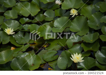 從淵龍池觀賞睡蓮和越前鐵道 104321524