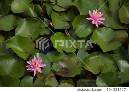從淵龍池觀賞睡蓮和越前鐵道 104321537