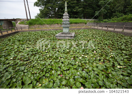 從淵龍池觀賞睡蓮和越前鐵道 104321543