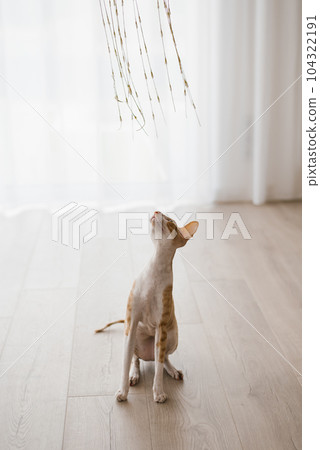 Favorite ginger cat Cornish Rex is closely watching the toy, hunting it 104322191