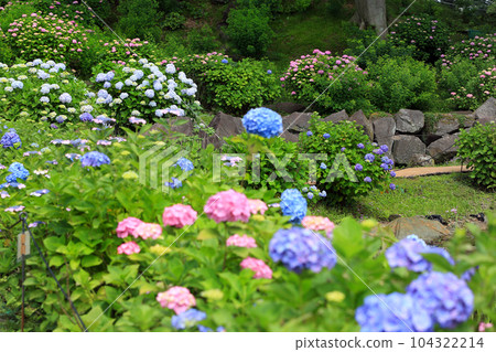小田原城公園的繡球花和鳶尾花 104322214