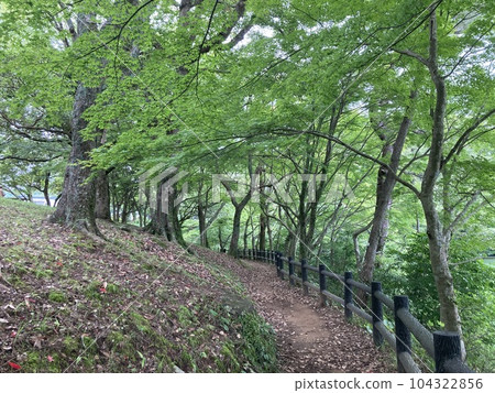 Take a walk in the forest Take a walk in the forest 104322856