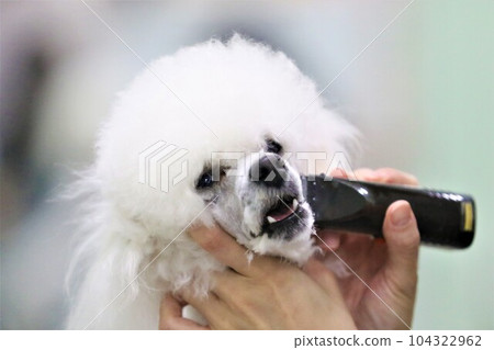 貝利君，用剪刀修剪毛髮的白色玩具貴賓犬，看起來很可愛♡ 104322962