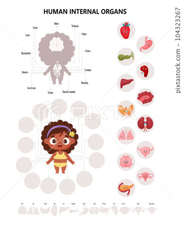 Anatomy human body. Infographics with cute black ethnic girl. Visual scheme internal female organs cartoon characters, names and locations. Vector illustration. Medical kids educational concept. Anatomy human body. Infographics with cute black ethnic girl. Visual scheme internal female organs cartoon characters, names and locations. Vector illustration. Medical kids educational concept. 104323267