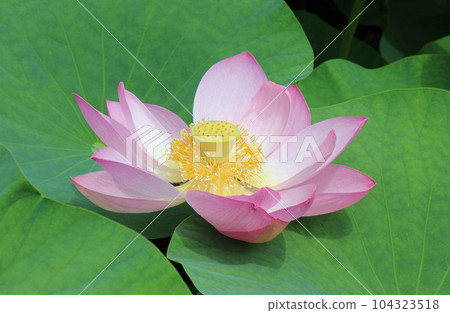 男鹿蓮花從 3000 年前的種子中復活 104323518