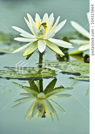 Water lily and frog Water lily and frog 104323664
