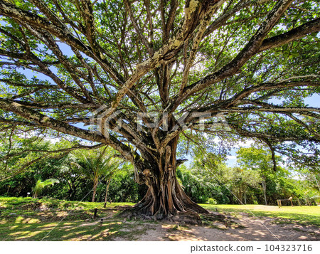 Big Ficus tree in front of the Garcia D'Avila castle, in the Praia do Forte, Mata de Sao Joao, Bahia, Brazil Big Ficus tree in front of the Garcia D'Avila castle, in the Praia do Forte, Mata de Sao Joao, Bahia, Brazil 104323716