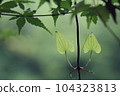 鮮綠的嫩葉，夏日清涼 104323813