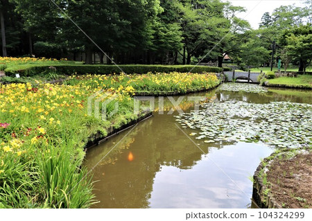 A sunny day in the rainy season, a yellow hemlock blooming in a quiet park 104324299