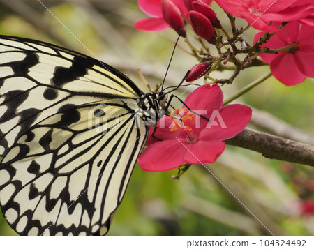 Idea gomadara（沖繩縣那霸市） 104324492