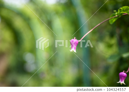 Bell-shaped clematis image Bell-shaped clematis image 104324557