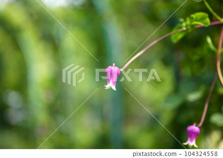 Bell-shaped clematis image 104324558