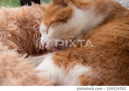Relaxing cat tea tabby white Relaxing cat tea tabby white 104324582