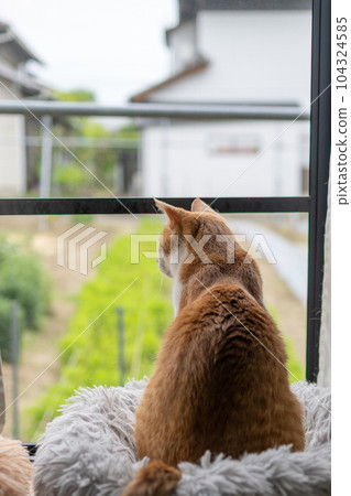 A cat staring out the window Brown tiger white A cat staring out the window Brown tiger white 104324585