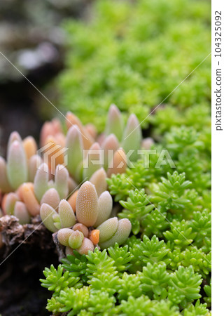 Succulent plants 104325092