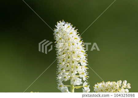 開花白花藜蘆的高山植物 開花白花藜蘆的高山植物 104325098