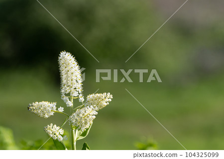 開花白花藜蘆的高山植物 104325099