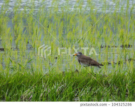 Keri standing on the bank of a paddy field Keri standing on the bank of a paddy field 104325286