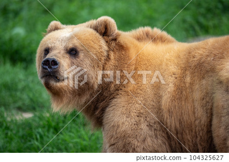 Kamchatka bear in the grass, Ursus arctos beringianus 104325627