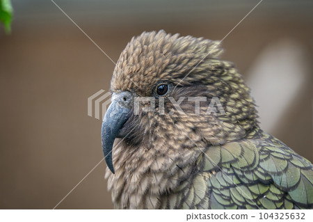 Kea, Nestor notabilis is a parrot from New Zealand Kea, Nestor notabilis is a parrot from New Zealand 104325632