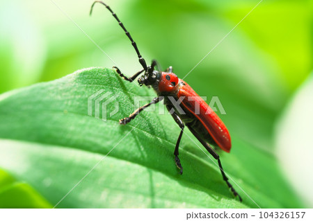 Red-crested beetle Insect 104326157