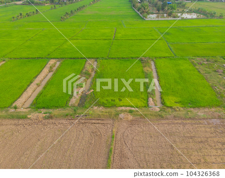 Green paddy rice field agricultural industry Green paddy rice field agricultural industry 104326368