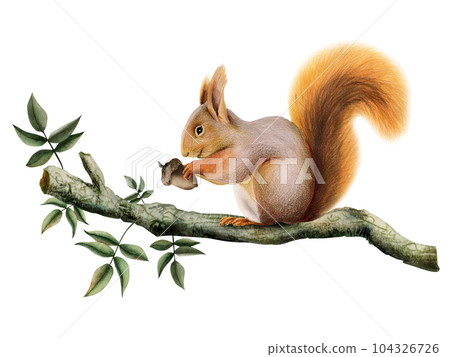 Orange brown squirrel holding an acorn on tree branch with green leaves watercolor illustration of forest animal isolated on white Orange brown squirrel holding an acorn on tree branch with green leaves watercolor illustration of forest animal isolated on white 104326726