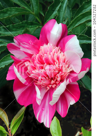 Peony 104327282