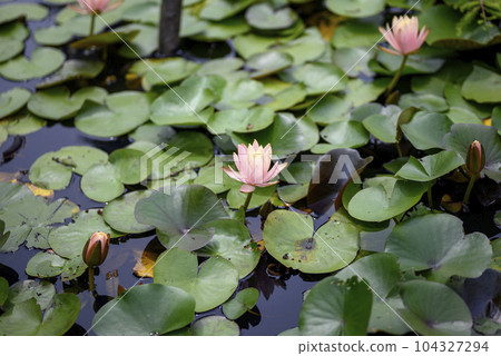 睡蓮花圖像 104327294