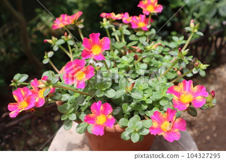 雙色馬齒莧盆栽 雙色馬齒莧盆栽 104327295
