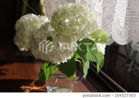 Plant Annabelle of the garden in the bay window 104327303