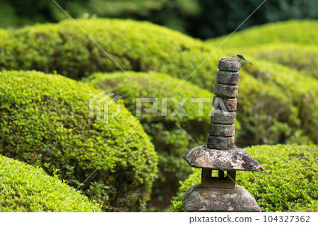 Vivid fresh greenery and stone lanterns that color Shisen-do in early summer in Kyoto 104327362
