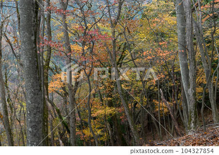 Oku Musashi in autumn Oku Musashi in autumn 104327854