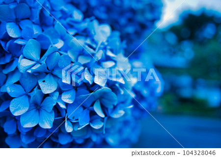 Blue hydrangea Blue hydrangea 104328046