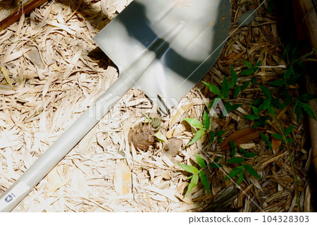 Spring taste bamboo shoots, bamboo shoot digging 104328303
