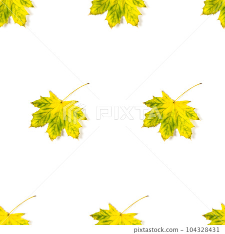 Seamless pattern of colorful autumn maple leaf isolated on white background Seamless pattern of colorful autumn maple leaf isolated on white background 104328431