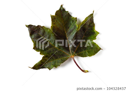 colorful autumn maple leaf isolated on white background colorful autumn maple leaf isolated on white background 104328437