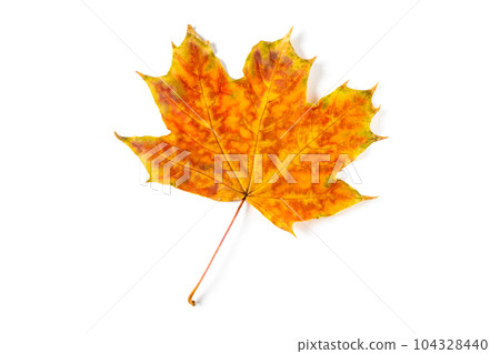 colorful autumn maple leaf isolated on white background colorful autumn maple leaf isolated on white background 104328440